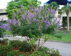 the purple flowers are blooming in front of the building and trees on the sidewalk