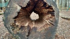 a tree stump with a hole in it