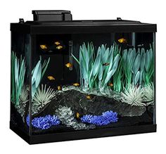 an aquarium filled with plants and fish