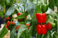 red peppers growing on the plant with green leaves