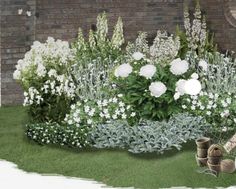 a garden with white flowers and green grass