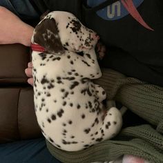 a dog that is laying down on someone's lap