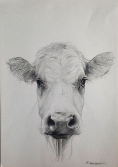 a black and white drawing of a cow's face, with the nose looking straight ahead