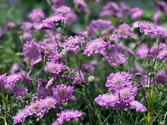 purple flowers are blooming in the garden