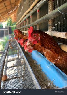 chickens in their cages at the farm stock photo 5479862 shutterstocker