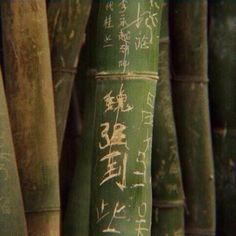 some very tall bamboo trees with writing on them