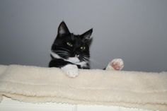 a black and white cat laying on top of a bed