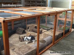 there is a small dog in the cage on the deck next to other dogs and cats