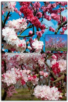 some pink and white flowers on a tree