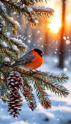 a small bird perched on top of a pine tree branch covered in snow with the sun behind it