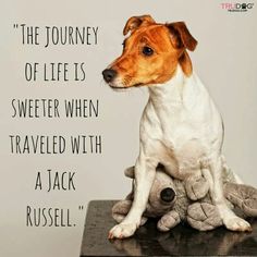 a dog sitting on top of a stuffed animal with a quote above it that says, the journey of life is sweeter when traveled with a jack russell