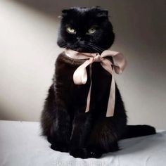 a black cat with a pink bow sitting on a white sheet and looking at the camera