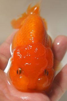 a hand holding an orange toy fish in it's left hand, with water coming out of its mouth