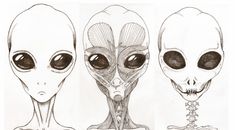 three different views of the same alien head and neck, each with its own skeleton