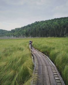 two people walking across a wooden bridge in the middle of a grassy field with tall grass