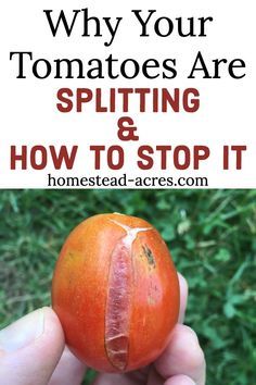 someone holding an orange in their hand with the words why your tomatoes are splitting and how to stop it