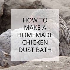 a chicken with the words how to make a homemade chicken dust bath on it's back