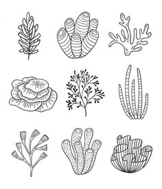 the different types of seaweed and corals are drawn in black ink on a white background