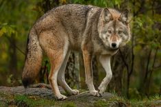 a wolf standing on top of a rock in the woods