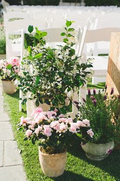 several potted plants are lined up on the grass in front of white lawn chairs