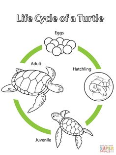 the life cycle of a turtle