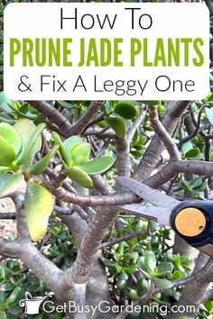 prune jade plants and fix a leggy one with text overlay reading how to prune jade plants & fix a leggy one