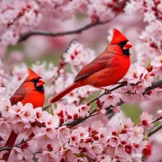 two red birds are sitting on the branch of a cherry blossom tree with pink flowers