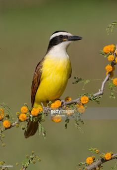 a yellow and black bird sitting on top of a tree branch