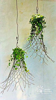 two hanging plants with green leaves on them