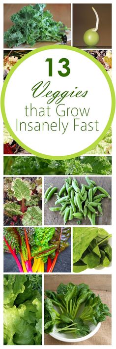 green vegetables that grow in the garden with text overlay reading 13 veggies that grow insanely fast