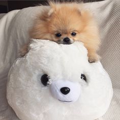 a small dog sitting on top of a white teddy bear