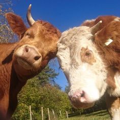 two brown and white cows standing next to each other