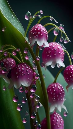 pink flowers with drops of water on them