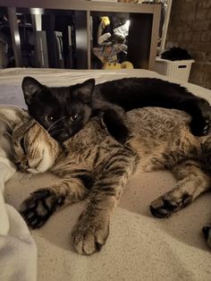 two cats laying on top of a bed next to each other