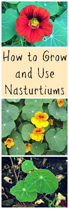 how to grow and use nasatiums