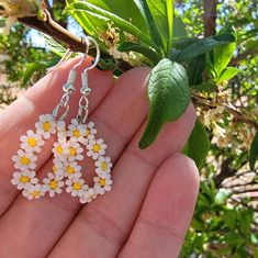 small white and yellow flower dangles hanging from a tree branch