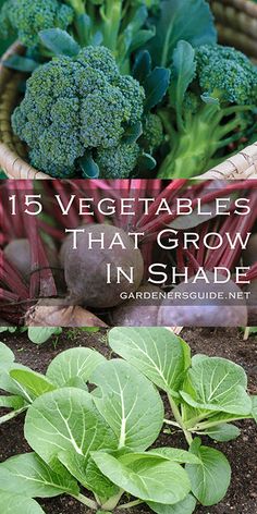 broccoli and other vegetables in a garden with text overlay that reads, 15 vegetables that grow in shade