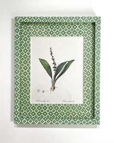 a green and white frame with a plant in it's center on the wall