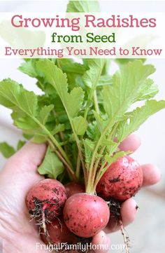 someone holding radishes in their hands with the title growing radishes from seed everything you need to know