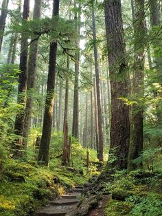 a path in the middle of a forest with lots of trees and moss growing on it