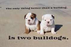 two puppies sitting next to each other on top of a sandy beach with the words, the only thing better than a bulldog is two bulldogs