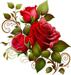 three red roses with green leaves and swirls on a white background for design purposes