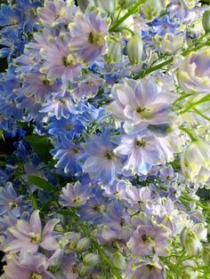 blue and white flowers with green stems