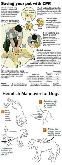 an info sheet with instructions on how to use the cat's paw and tail