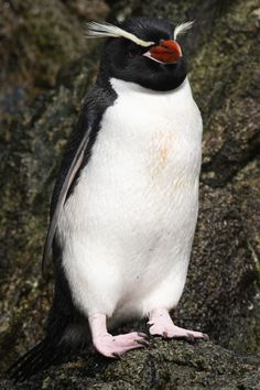 a black and white penguin standing on top of a rock