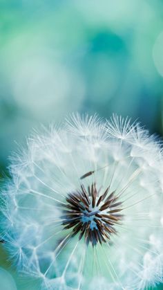 a dandelion in the foreground with blurry background