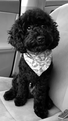 a black poodle sitting in the back seat of a car wearing a bandana