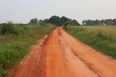 a red dirt road surrounded by tall grass and trees