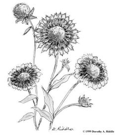 three sunflowers are shown in black and white