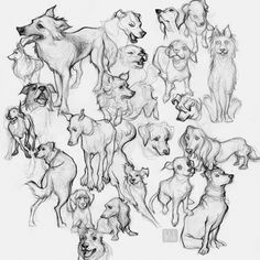 a bunch of dogs that are drawn in pencil